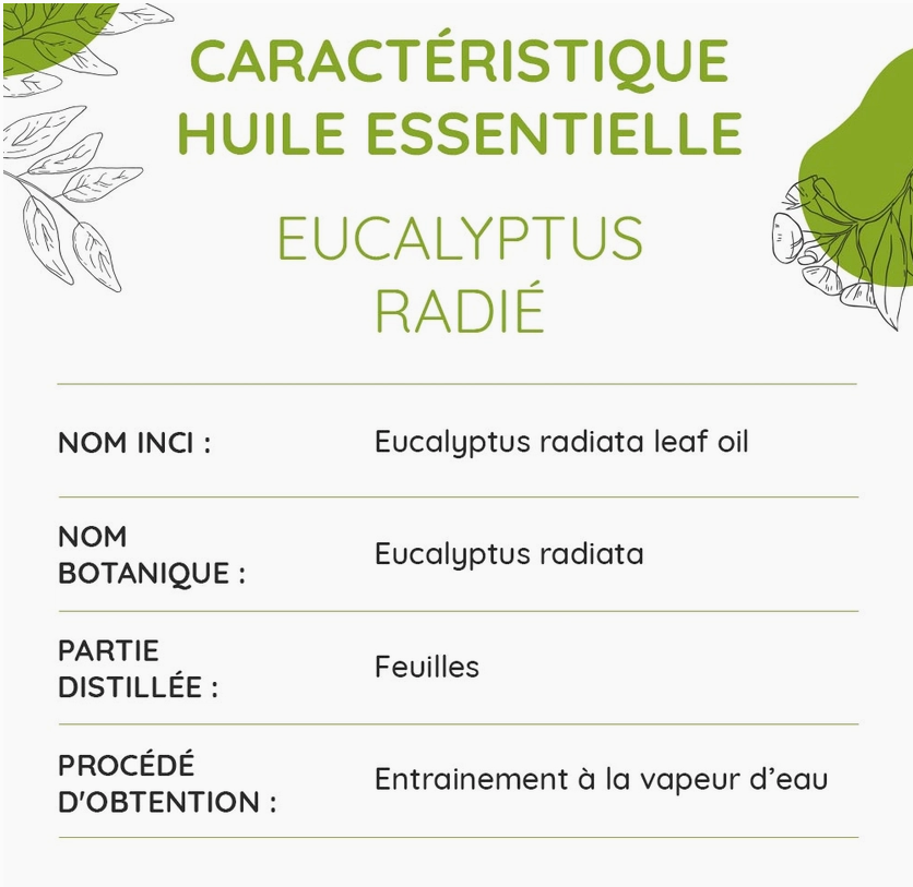 Huile Essentielle d'Eucalyptus radié Bio 10ml - Vita Fit Paris